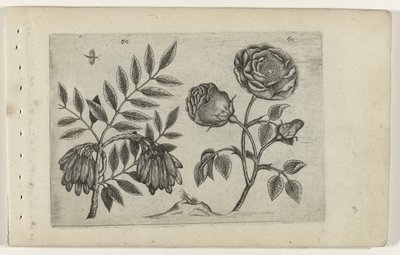 Jste en roos Know the Lilies (název série) od Crispijn van de Passe (I) (attributed to)