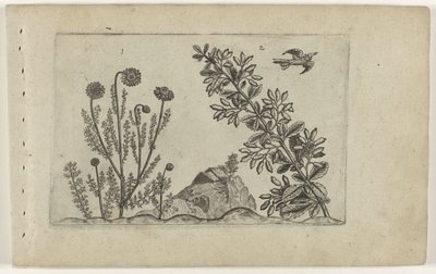 Gewone kamille en zuurbes Know the Lilies (název série) od Crispijn van de Passe (I) (attributed to)