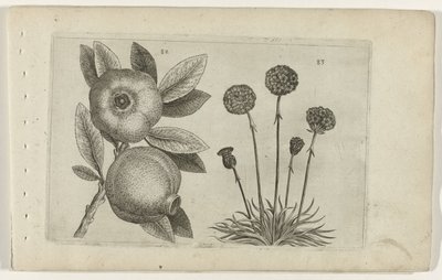 Granaatappel en Engels gras Know the Lilies (název série) od Crispijn van de Passe (I) (attributed to)