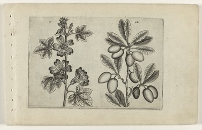 Velký sléz a olivovník Cognoscite lilia (název série) od Crispijn van de Passe (I) (attributed to)