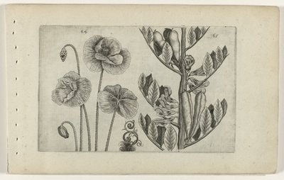 Velký mák a bob obecný Cognoscite lilia (název série) od Crispijn van de Passe (I) (attributed to)