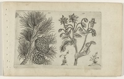 Grove den en bernagie Know the Lilies (název série) od Crispijn van de Passe (I) (attributed to)