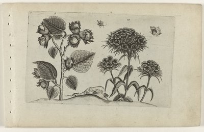 Hazel a sladký William Cognoscite lilia (název série) od Crispijn van de Passe (I) (attributed to)