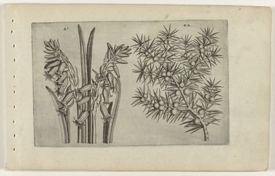Hyacint en jenerbes Know the Lilies (název série) od Crispijn van de Passe (I) (attributed to)