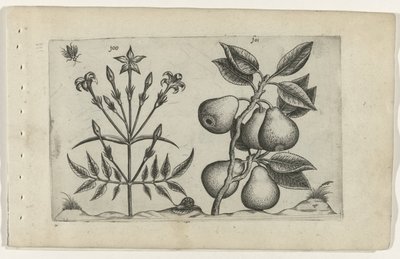 Jasmín a hruška Cognoscite lilia (název série) od Crispijn van de Passe (I) (attributed to)