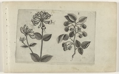 Kamperfoelie en framboos Know the Lilies (název série) od Crispijn van de Passe (I) (attributed to)