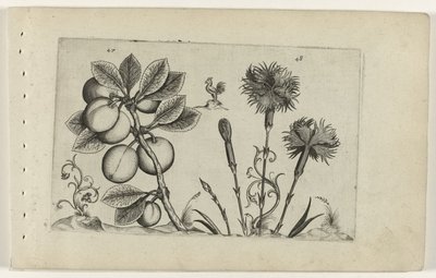Kerspruit en tuinanjer Know the Lilies (název série) od Crispijn van de Passe (I) (attributed to)