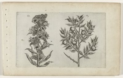 Kromhals en muisdoorn Know the Lilies (název série) od Crispijn van de Passe (I) (attributed to)