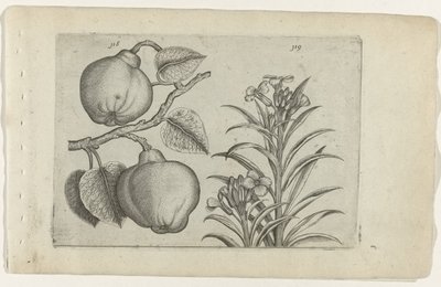Kweepeer a muurbloem Cognoscite Lily (název série) od Crispijn van de Passe (I) (attributed to)