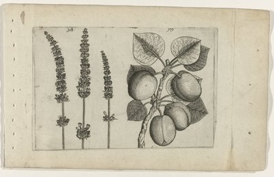 Levandule a meruňky Know the Lilies (název série) od Crispijn van de Passe (I) (attributed to)