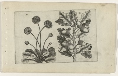 Sedmikráska a dub letní Cognoscite lilia (název série) od Crispijn van de Passe (I) (attributed to)