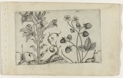 Madonnalelie v Aardbei Know the Lilies (název série) od Crispijn van de Passe (I) (attributed to)