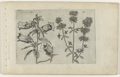Mariette hodiny a majoránka Cognoscite lilia (název série) od Crispijn van de Passe (I) (attributed to)