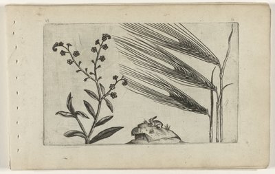 Pomněnka bažina a ječmen Cognoscite lilia (název série) od Crispijn van de Passe (I) (attributed to)