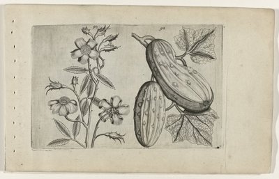 Muskusroos en komkor Know the Lilies (název série) od Crispijn van de Passe (I) (attributed to)