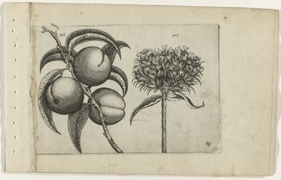 Broskev a spalující láska Cognoscite lilia (název série) od Crispijn van de Passe (I) (attributed to)