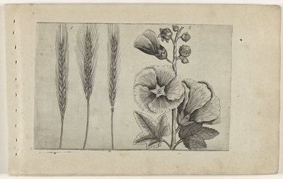 Rogge en stokroos Know the Lilies (název série) od Crispijn van de Passe (I) (attributed to)