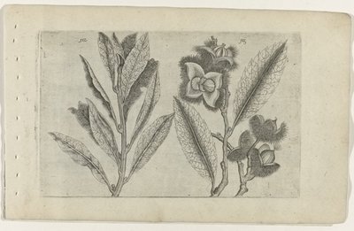 Salie en tamme kastanje Know the Lilies (název série) od Crispijn van de Passe (I) (attributed to)
