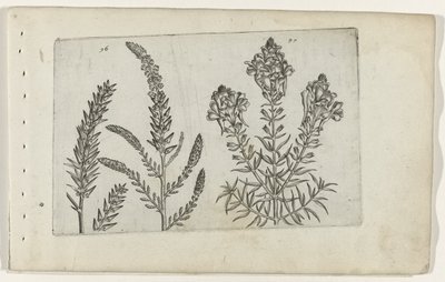 Tamaryšek ve vlasbekje Know the Lilies (název série) od Crispijn van de Passe (I) (attributed to)