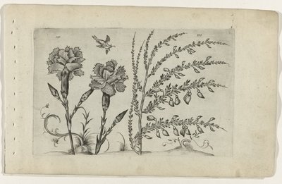 Tuinanjer en brem Know the Lilies (název série) od Crispijn van de Passe (I) (attributed to)