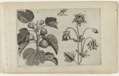 Fíkovník a divoká kolumbína Cognoscite lilia (název série) od Crispijn van de Passe (I) (attributed to)