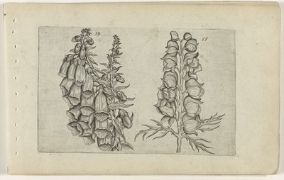 Náprstník a Modré mnišství Cognoscite lilia (název série) od Crispijn van de Passe (I) (attributed to)