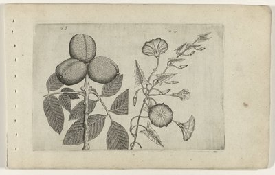 Walnootboom a akkerwinde Know the Lilies (název série) od Crispijn van de Passe (I) (attributed to)