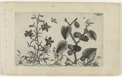 Divoké delphinium a černá moruše Cognoscite lilia (název série) od Crispijn van de Passe (I) (attributed to)