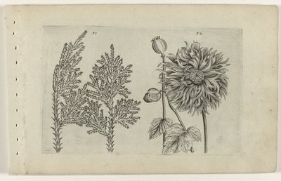 Sedm strom a spící koule Cognoscite lilia (název série) od Crispijn van de Passe (I) (attributed to)