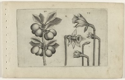 Zure kers en wilde narcisy Know the Lilies (název série) od Crispijn van de Passe (I) (attributed to)