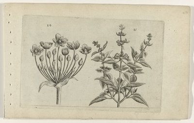 Květ labutě a malá květovaná šalvěj Cognoscite lilia (název série) od Crispijn van de Passe (I) (attributed to)