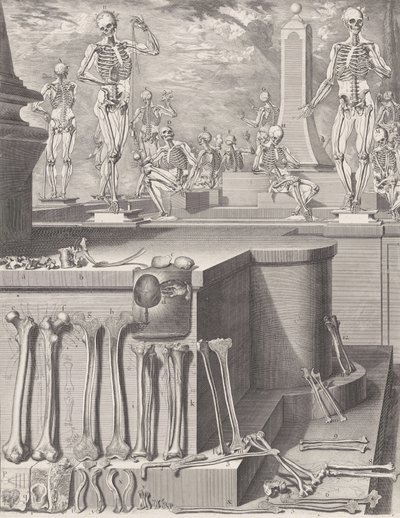 Deska pro ‚Atlas Anatomico‘ nezveřejněna, Deska ca. 1680-9..., Deska ca. 1680-94, vytištěno 1740. od Crisóstomo Martínez