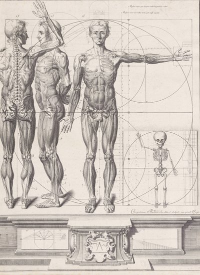 Deska pro ‚Atlas Anatomico‘ nezveřejněna, Deska ca. 1680-9..., Deska ca. 1680-94, vytištěno 1740. od Crisóstomo Martínez