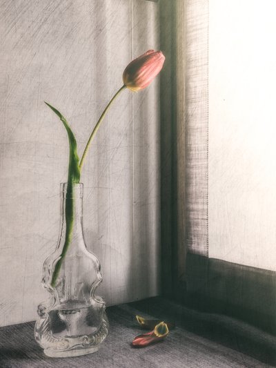 Jemný růžový tulipán od Cristiano Giani