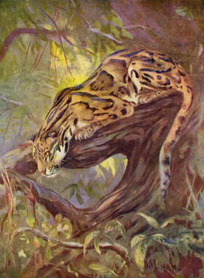 V zoo: Leopard obláčkový (barva lito) od Cuthbert Edmund Swan