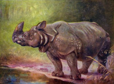 V zoo: Nosorožec (barevný litho) od Cuthbert Edmund Swan