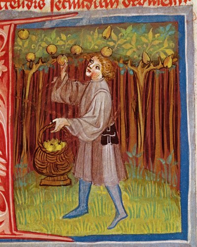 Sbírání ovoce z The Work of Rural Commodore od Pietra Crescenziho (1230-1321) od Czech School