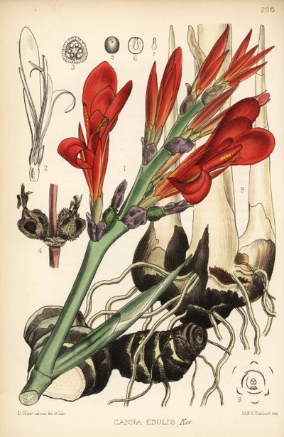 Indický panák, achira nebo meeru, Canna indica (Canna edulis). Ručně kolorovaná litografie od Hanharta podle botanické ilustrace Davida Blaira z Robert Bentley a Henry Trimen
