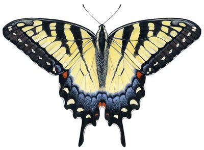 Motýl tygří vlaštovka (kvaš) od Damstra Emily