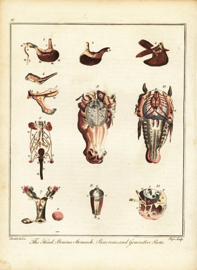 Anatomie koně. 1792 (rytina) od Daniel (after) Dodd