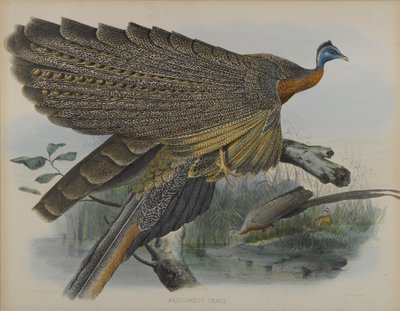 Argusianus Grayii (barevné lito) od Daniel Giraud and Gould John Elliott