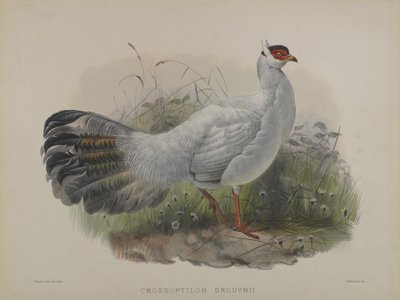 Crossoptilon Drouynii (barevné lito) od Daniel Giraud and Gould John Elliott
