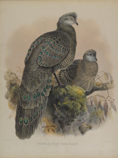 Polyplectron Tibetanum (barevná litografie) od Daniel Giraud and Gould John Elliott
