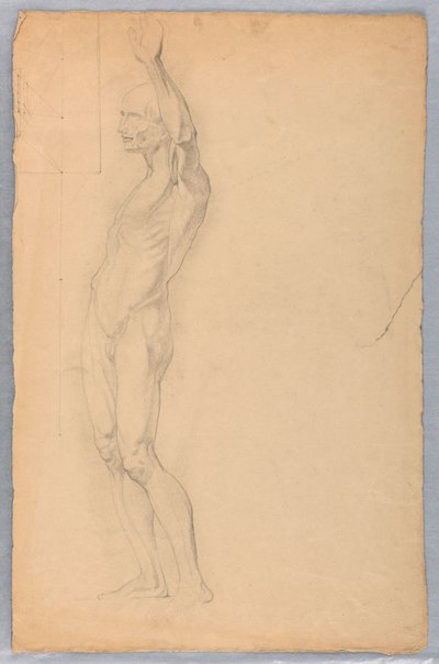 Kresba, Anatomická studie muže, cca 1850 od Daniel Huntington