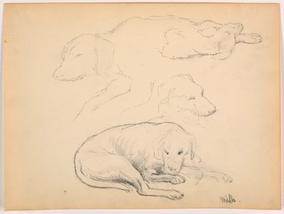 Kresba, Milo (pointer), několik studií, asi 1862 od Daniel Huntington
