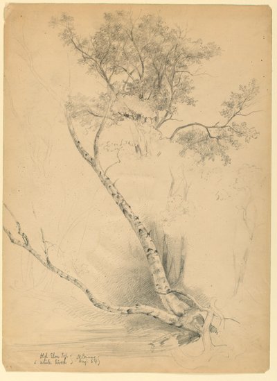 Old Elm Top a White Birch, North Conway, New Hampshire od Daniel Huntington