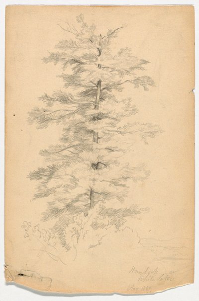 Studie Hemlock poblíž White Lake od Daniel Huntington