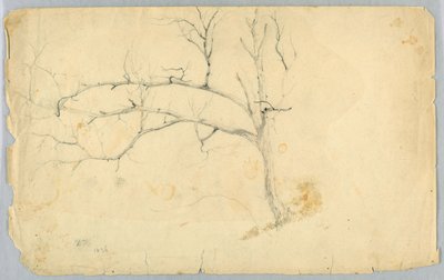 Studie bezlistého stromu od Daniel Huntington