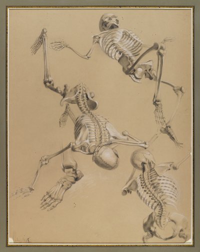 Studie koster, 1848 (křída na papíře) od Daniel Huntington