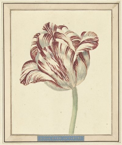 Tulipán, jménem Bisar, kardinál de Fleuri od Daniël Marot (II)
